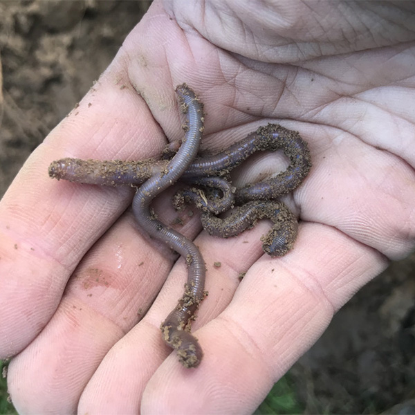 Bodemdiertjes zoeken The Butterfly House