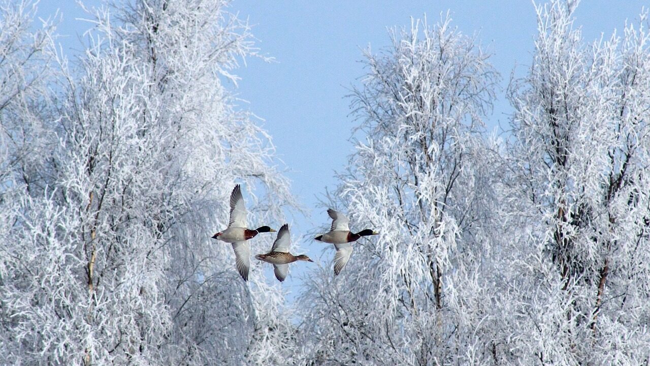 Wintervogels herkennen